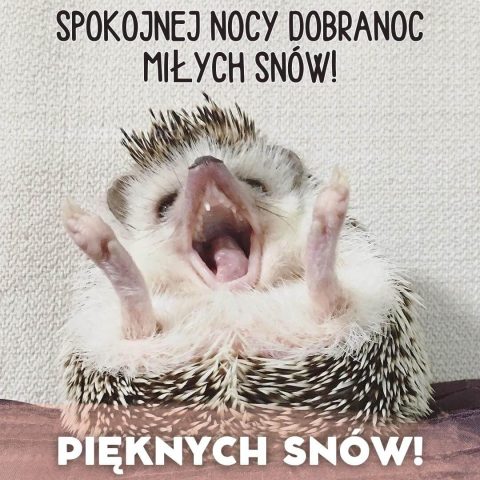 Śmieszne kartka na dobranoc jeż za darmo