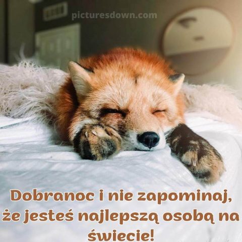 Śmieszne kartka na dobranoc lis za darmo