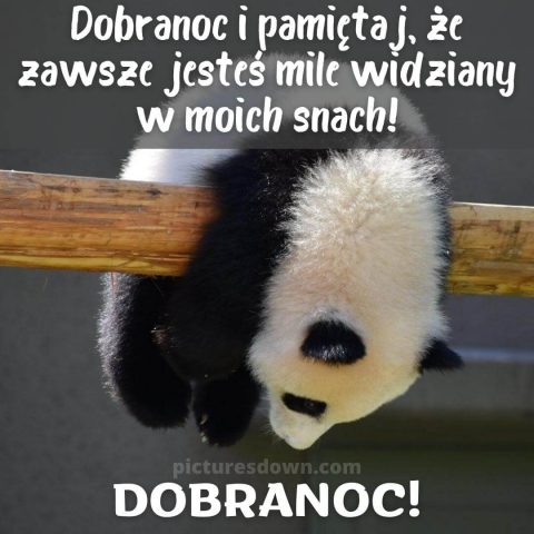 Śmieszne kartka na dobranoc panda za darmo