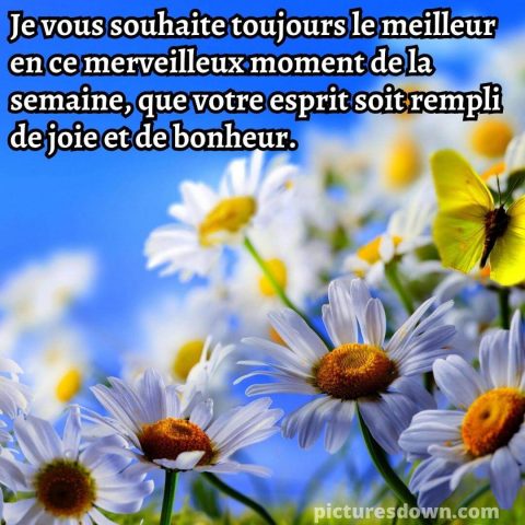 Bon dimanche image camomille gratuite