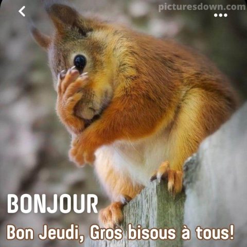 Bon jeudi image écureuil gratuite