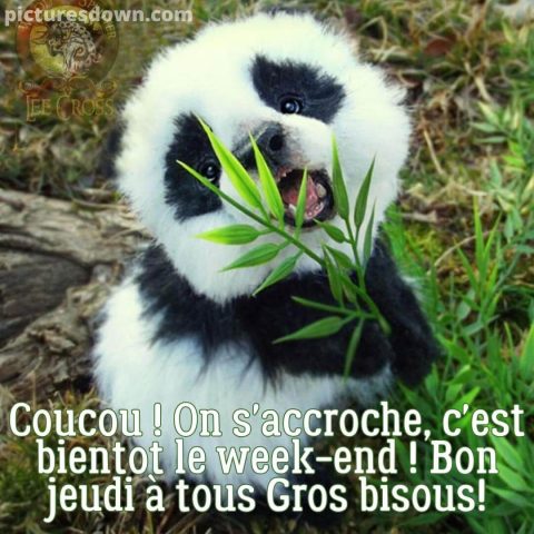Bonjour bon jeudi image Panda gratuite