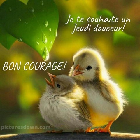 Bonne journée de jeudi image poulets gratuite