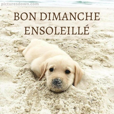 Photo humour bon dimanche chien dans le sable gratuite