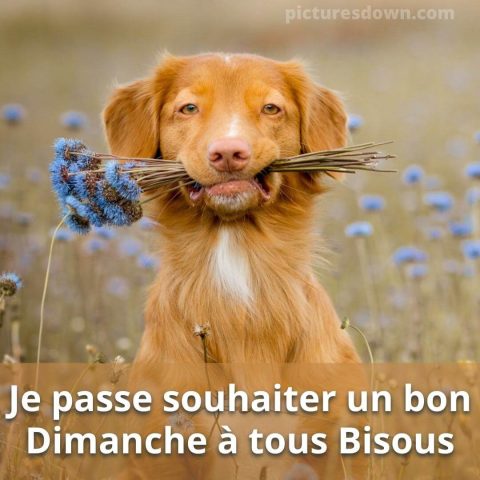 Photo humour bon dimanche chien avec des fleurs gratuite