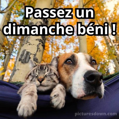 bon dimanche humour image chien et chat gratuite