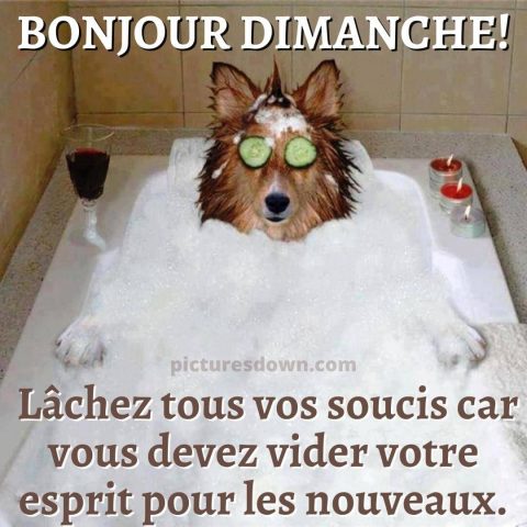 bon dimanche humour image chien dans le bain gratuite