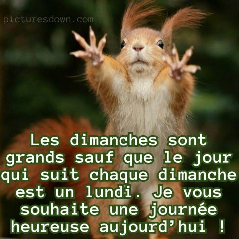 bon dimanche humour image écureuil gratuite