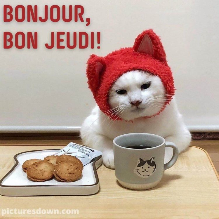 Bon jeudi humour image chat et café gratuite