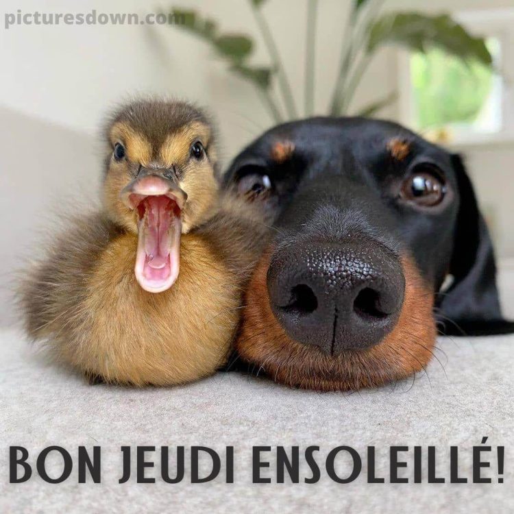 Bon jeudi humour image chien et canard gratuite