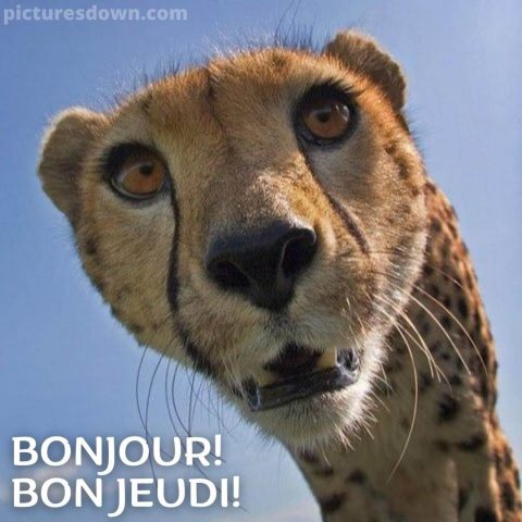 Bon jeudi humour image guépard gratuite