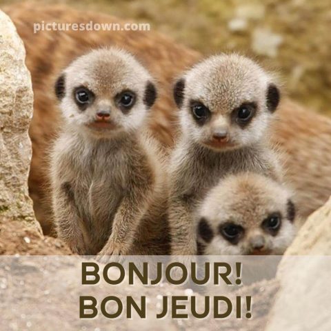 Bon jeudi humour image suricates gratuite