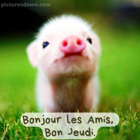 Bon jeudi humour image cochon gratuite