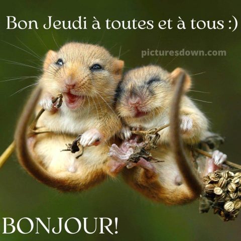 Bon jeudi humour image souris gratuite