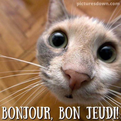 Bon jeudi humour image chat mignon gratuite
