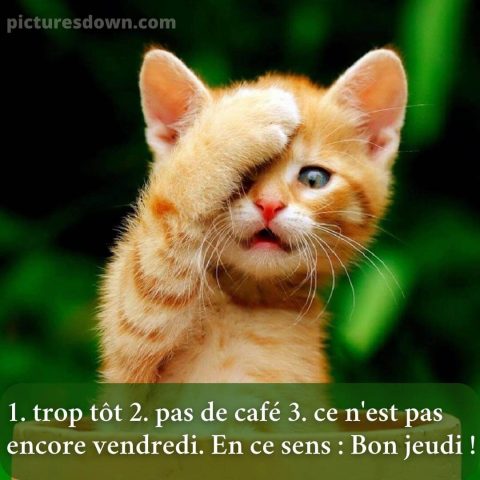 Bon jeudi humour image minou gratuite