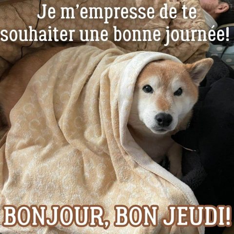 Bon jeudi humour image chien sous la couverture gratuite