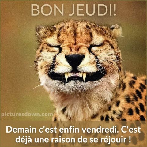 Bon jeudi humour image léopard gratuite