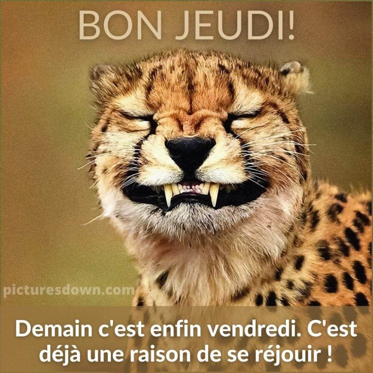 Bon jeudi humour image léopard gratuite