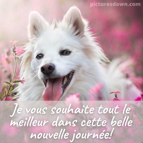 Bonjour mercredi humour image chien blanc gratuite