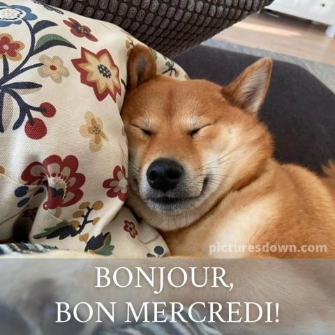 Image bon mercredi humour chien sur oreiller gratuite