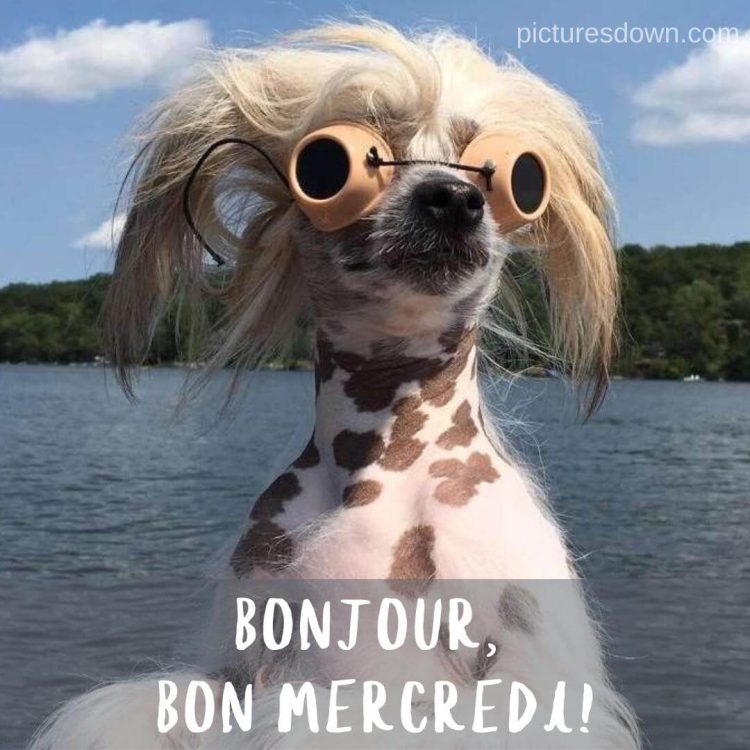 Image bon mercredi humour chien en vacances gratuite
