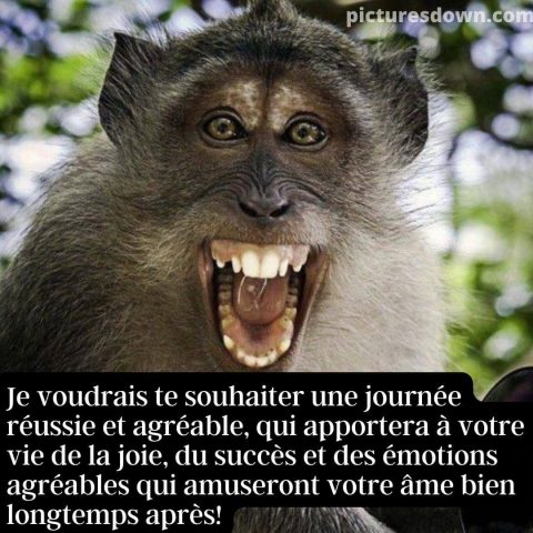 Image bon mercredi humour singe gratuite