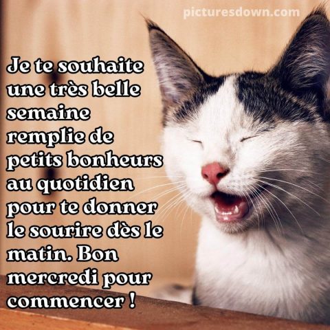 Photo humour bon mercredi chat gratuite