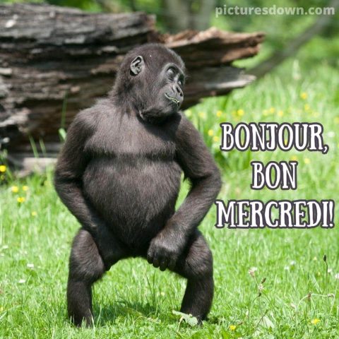 Photo humour bon mercredi gorille gratuite