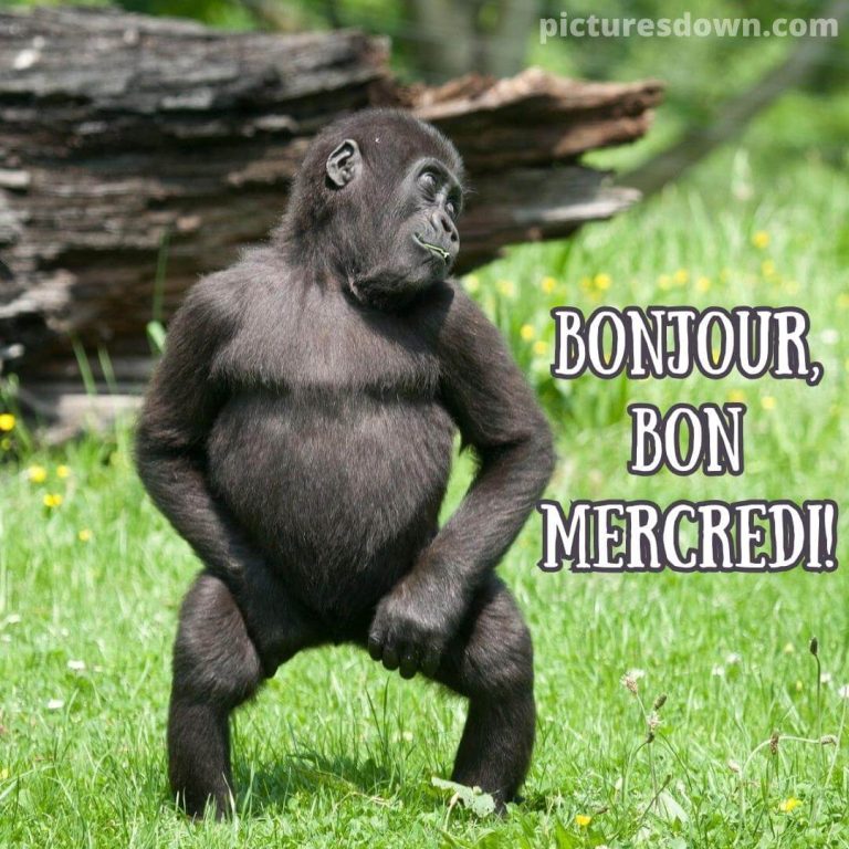 T l chargez Des Photos Sur Le Th me bonjour Mercredi Humour Images t-l-chargez-des-photos-sur-le-th-me-bonjour-mercredi-humour-images