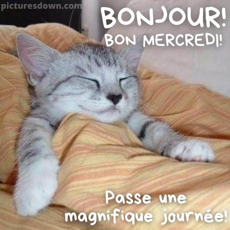 Photo humour bon mercredi chat au lit gratuite