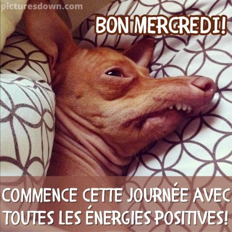 Photo humour bon mercredi chien drôle gratuite