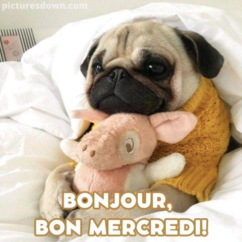 Photo humour bon mercredi chien et jouet gratuite