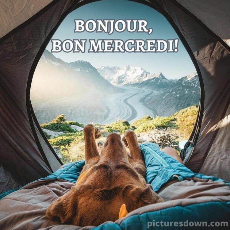 Bonjour mercredi humour image chien dans une tente gratuite