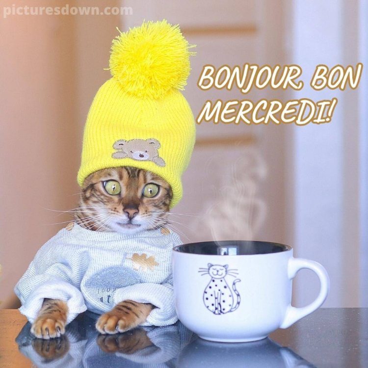 Bonjour mercredi humour image chat dans un chapeau gratuite