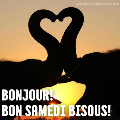Bonjour samedi mon amour image éléphants gratuite