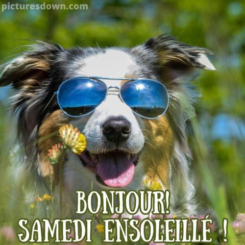 Bon samedi humour image chien avec des lunettes gratuite