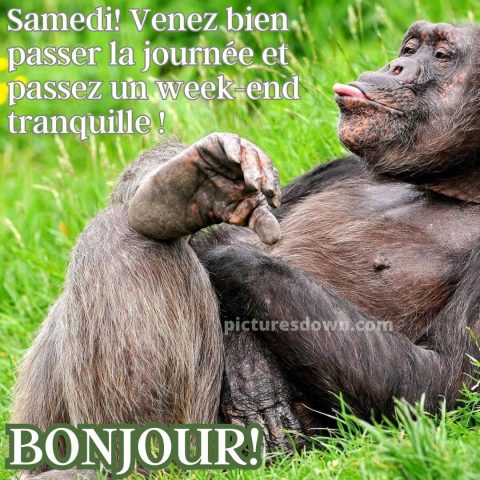 Bon samedi humour image gorille gratuite