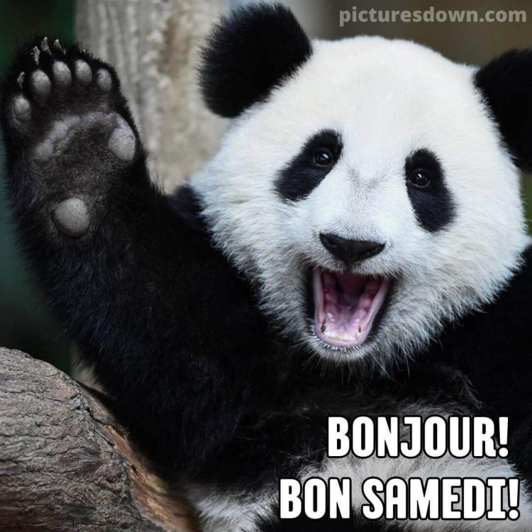Bon samedi humour image Panda gratuite