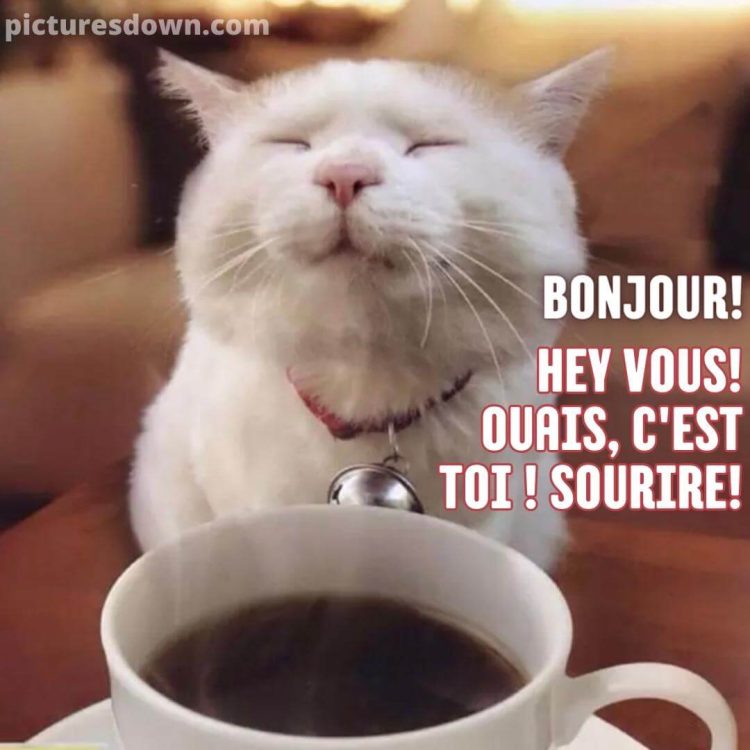 Bon samedi humour image chat et café gratuite
