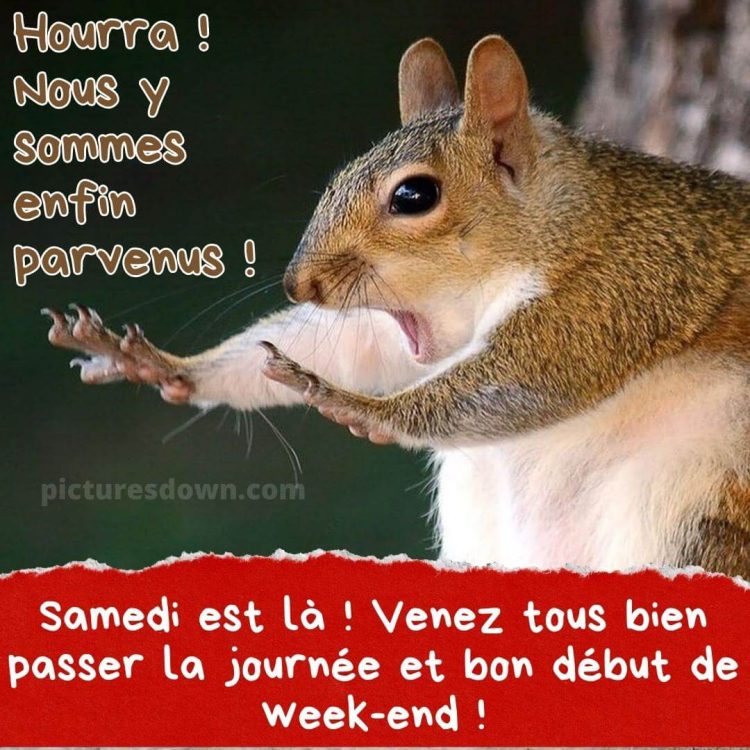 Bon samedi humour image écureuil gratuite