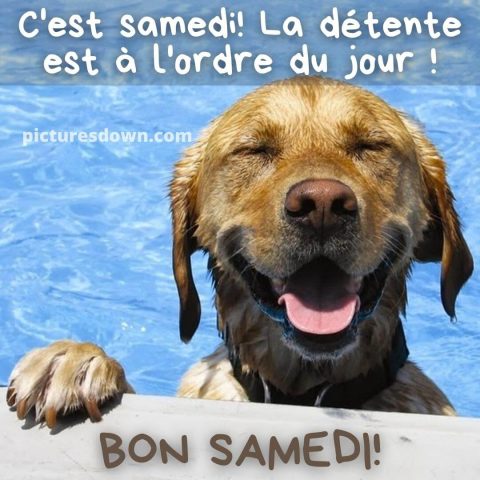 Bon samedi humour image chien dans la piscine gratuite