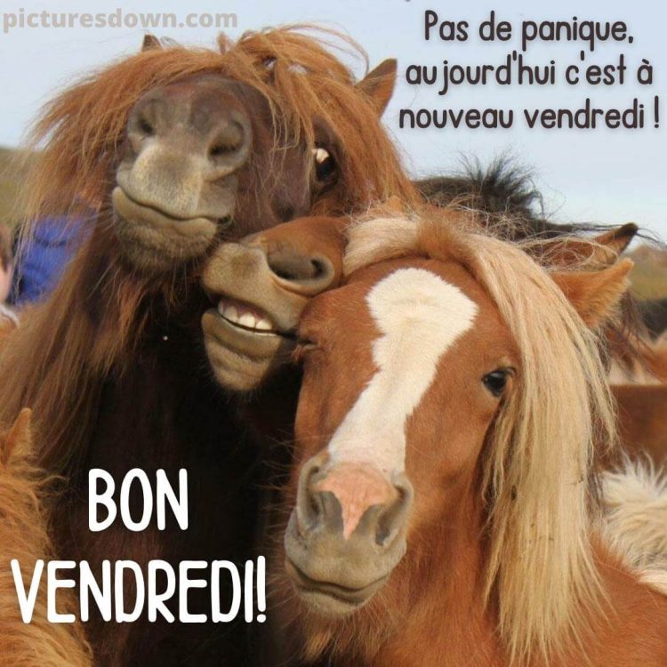 Bon vendredi humour image les chevaux gratuite