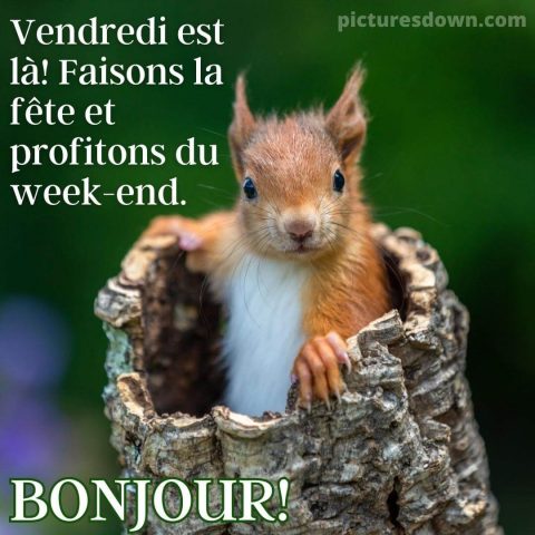 Bon vendredi humour image écureuil dans le creux gratuite