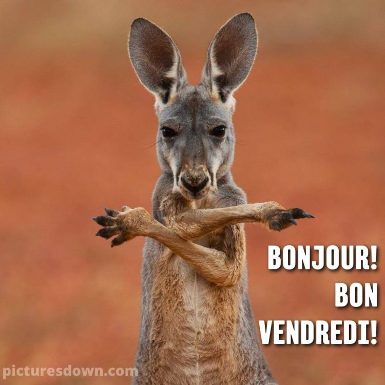 Bon vendredi humour image kangourou gratuite