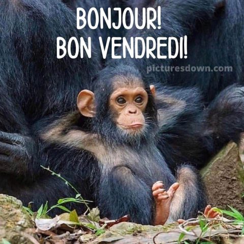 Bon vendredi humour image petit singe gratuite