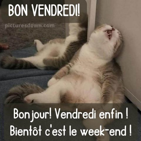 Bon vendredi humour image chat de charte gratuite