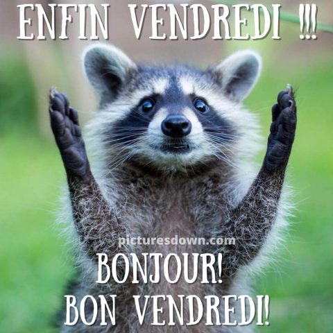 Bon Vendredi Humour Image Raton Laveur