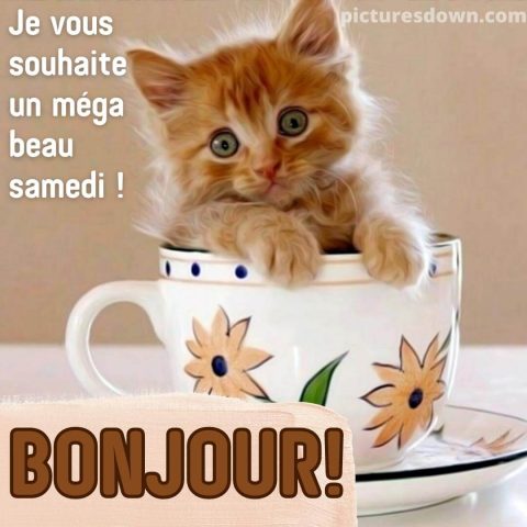 Bon samedi image chat dans une tasse gratuite