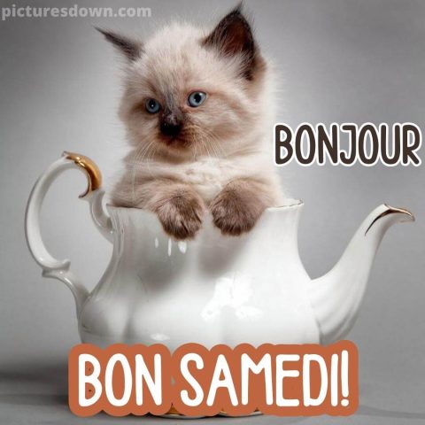 Bonjour samedi image chat gratuite